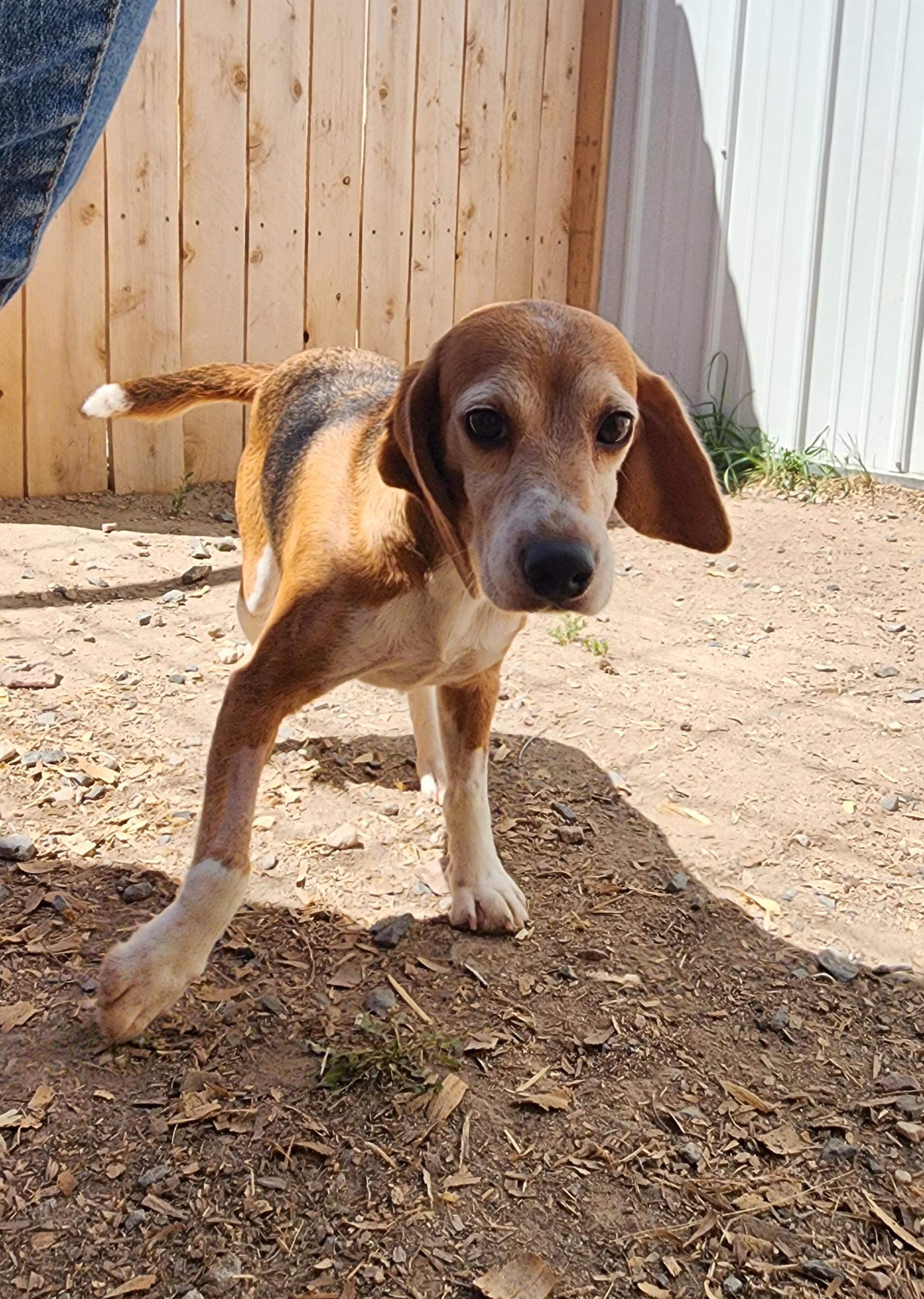 Toni Stone, an adoptable Beagle in Hartville, WY, 82215 | Photo Image 1