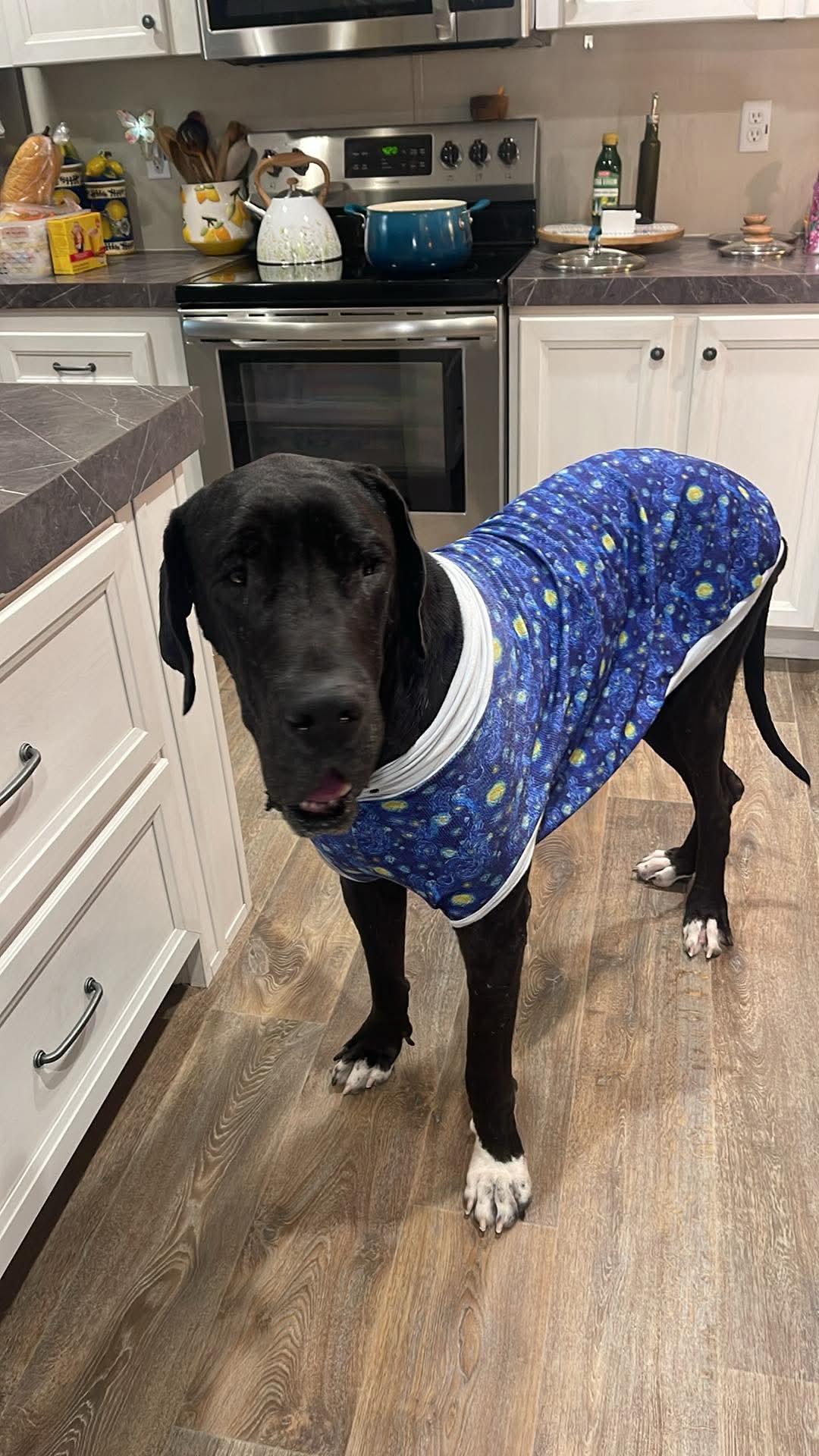 Fazo, adopted, Adult Male Great Dane.