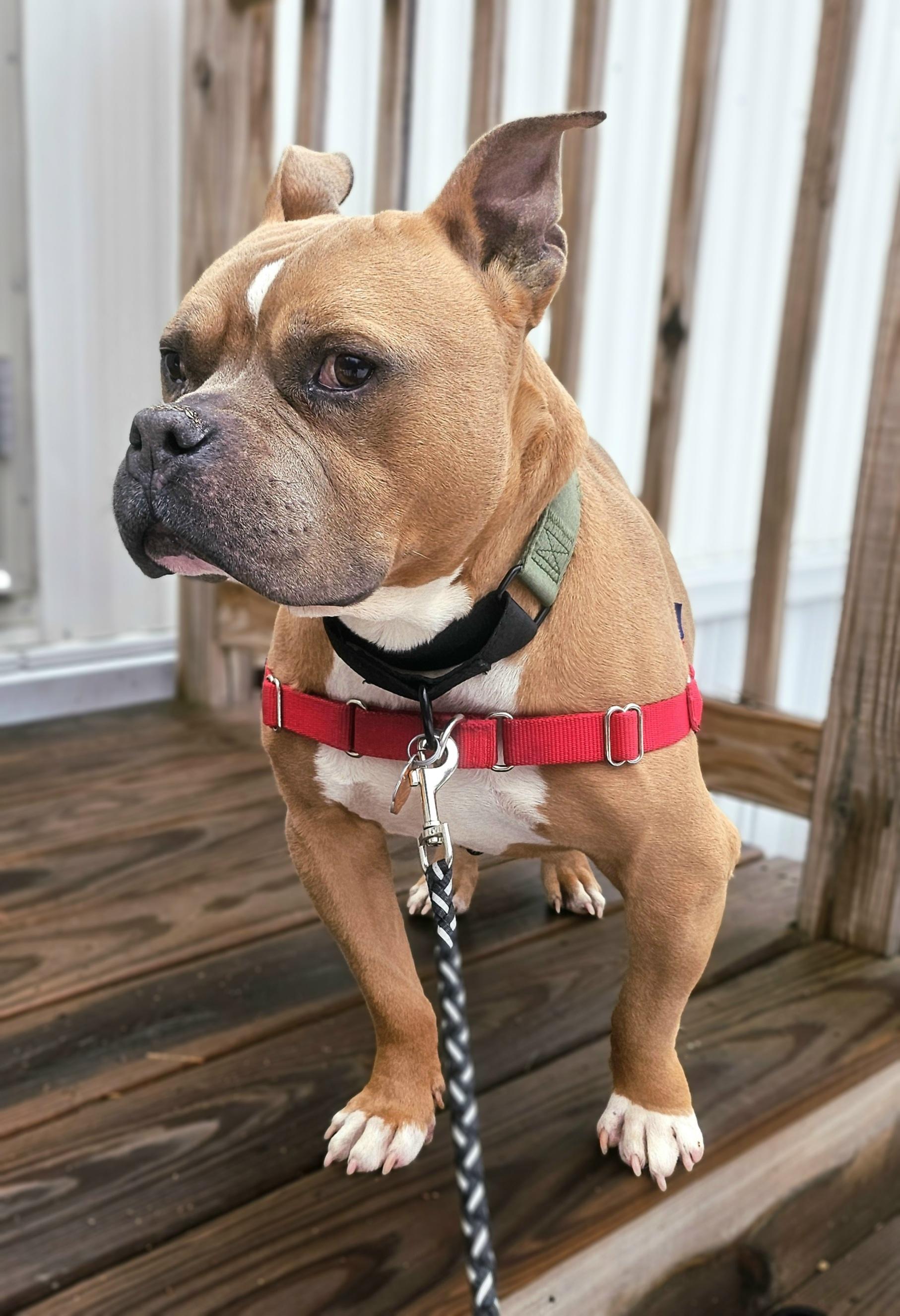 Enlarge Scooby, an adopted mixed breed in Salem, NH image 2/4