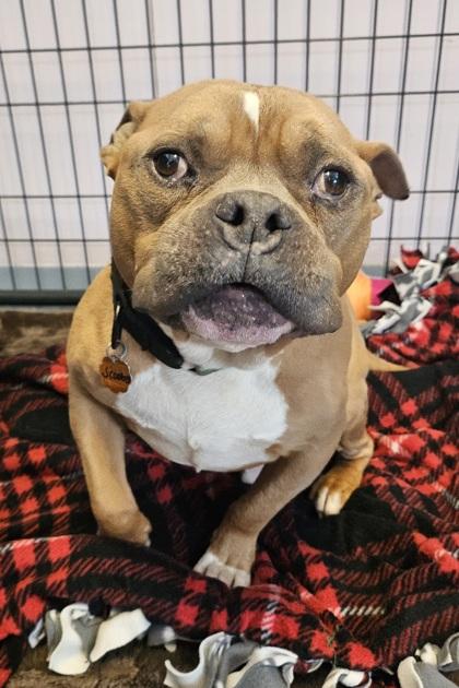 Enlarge Scooby, an adopted mixed breed in Salem, NH image 3/4