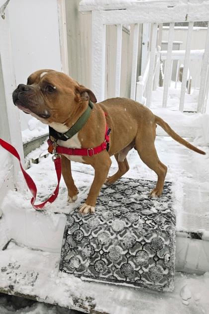 Enlarge Scooby, an adopted mixed breed in Salem, NH image 4/4