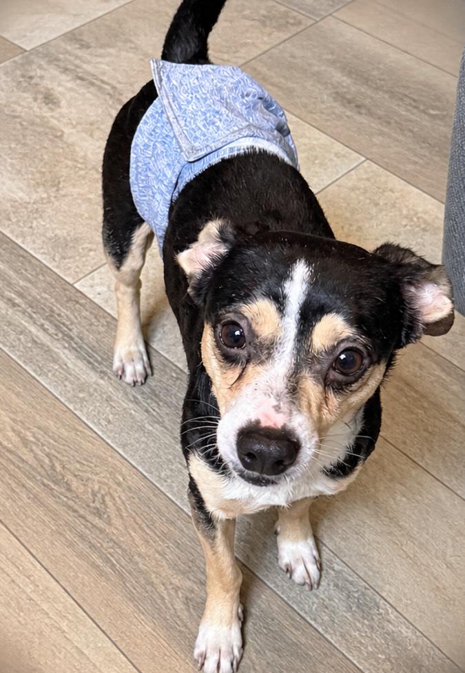 Buddy, Adoptable, Young Male Chihuahua.