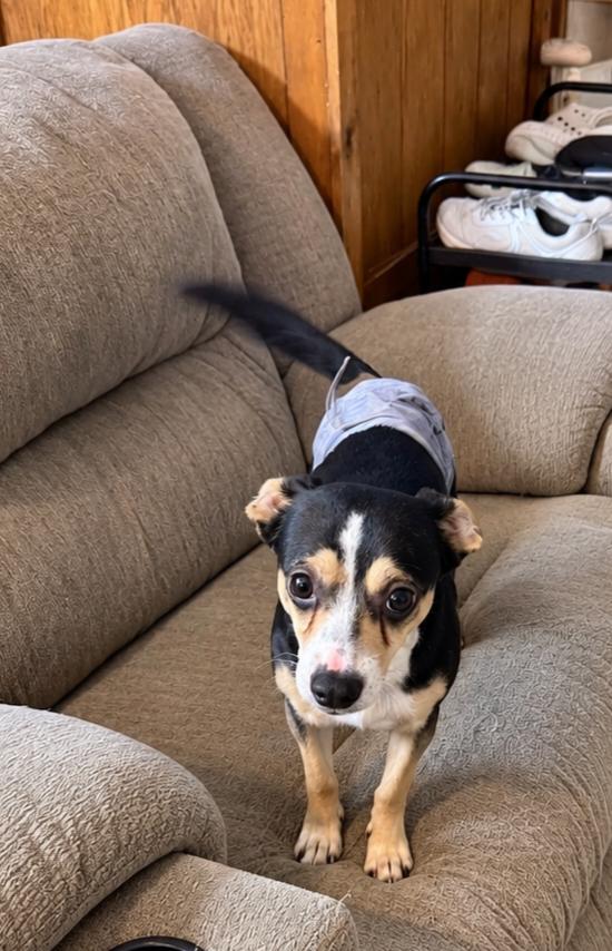Enlarge Buddy, a Adoptable mixed breed in Grand Rapids, MI image 2/2