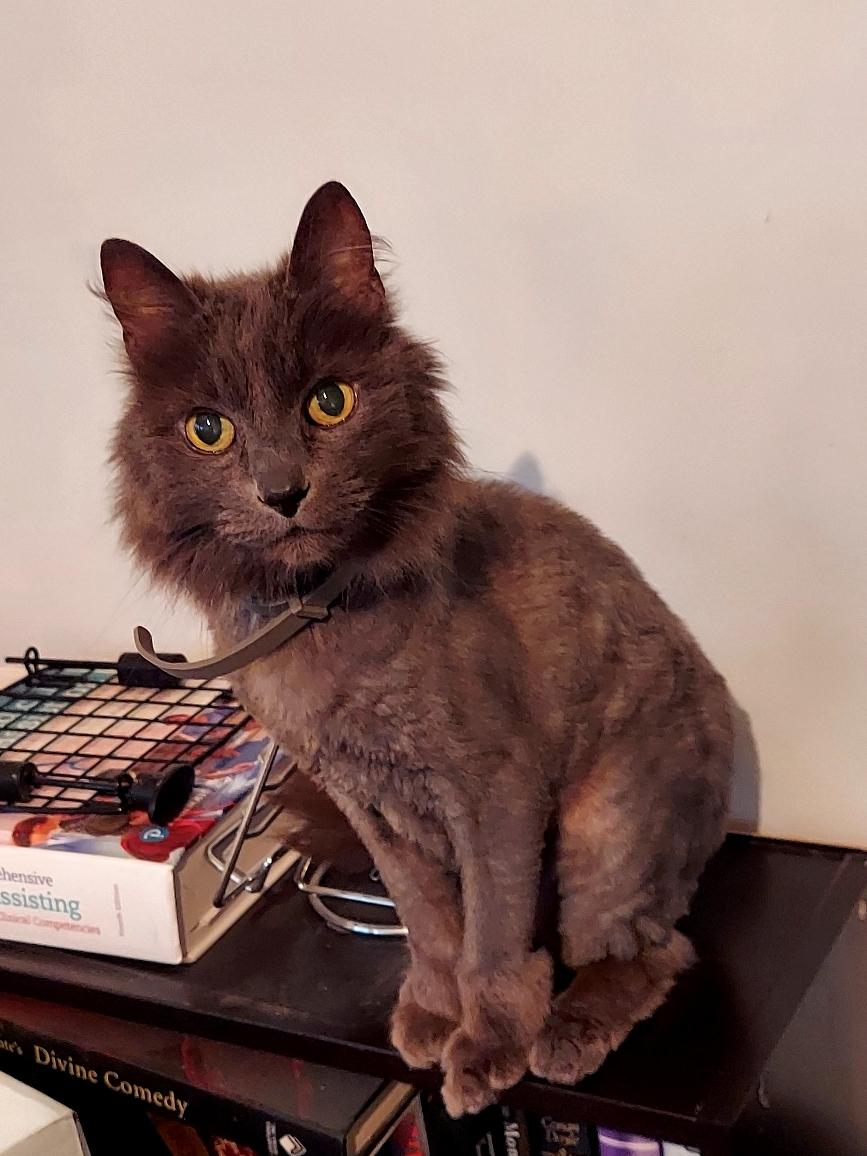 Enlarge Samson, a Adoptable Domestic Short Hair in Highland, IN image 2/2