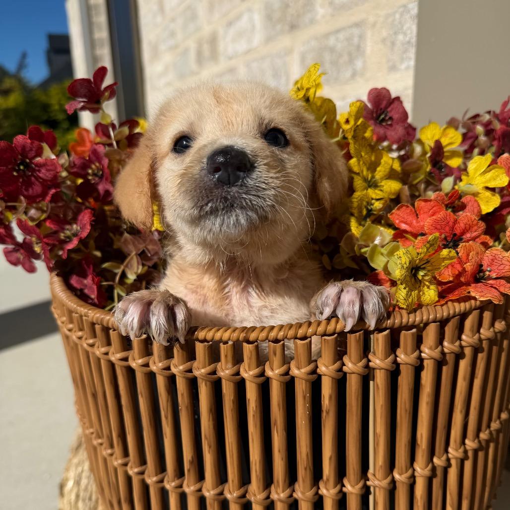 Enlarge Marley, a Adoptable mixed breed in Baton Rouge, LA image 1/1