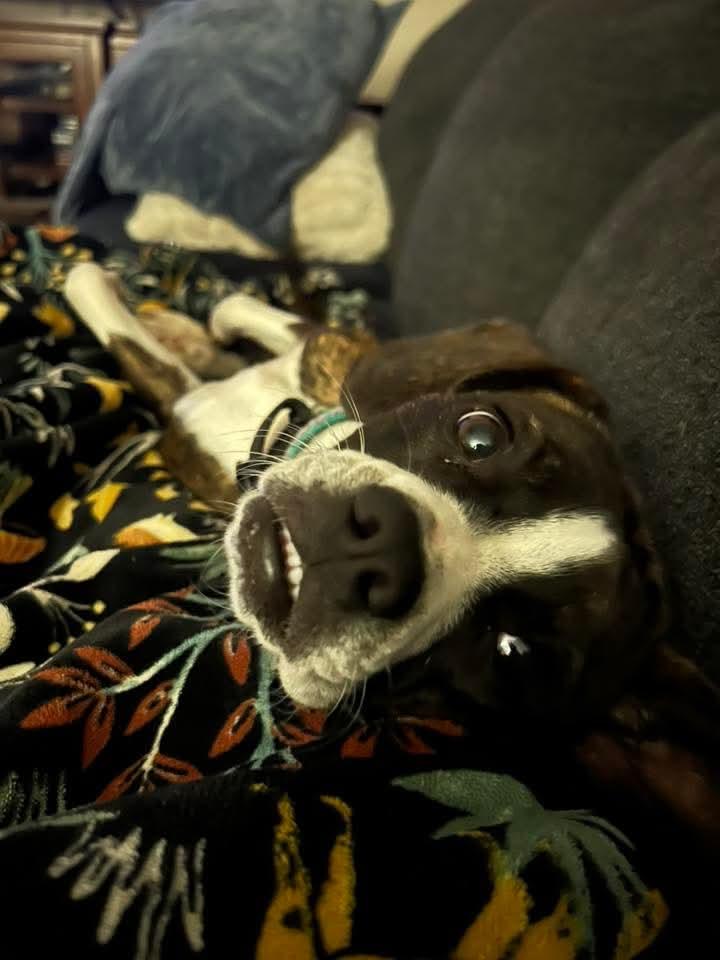 Reba, Adoptable, Young Female Boxer.