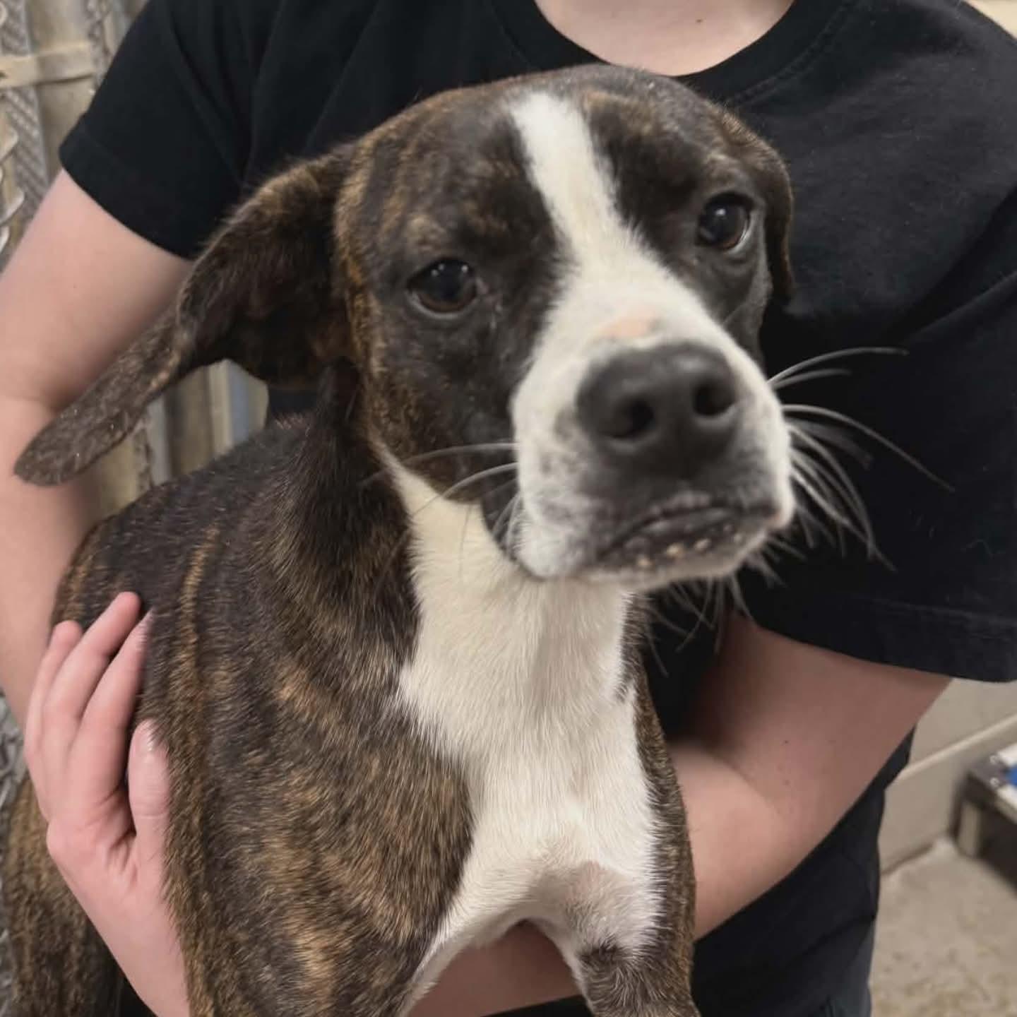 Reba, Adoptable, Young Female Boxer.