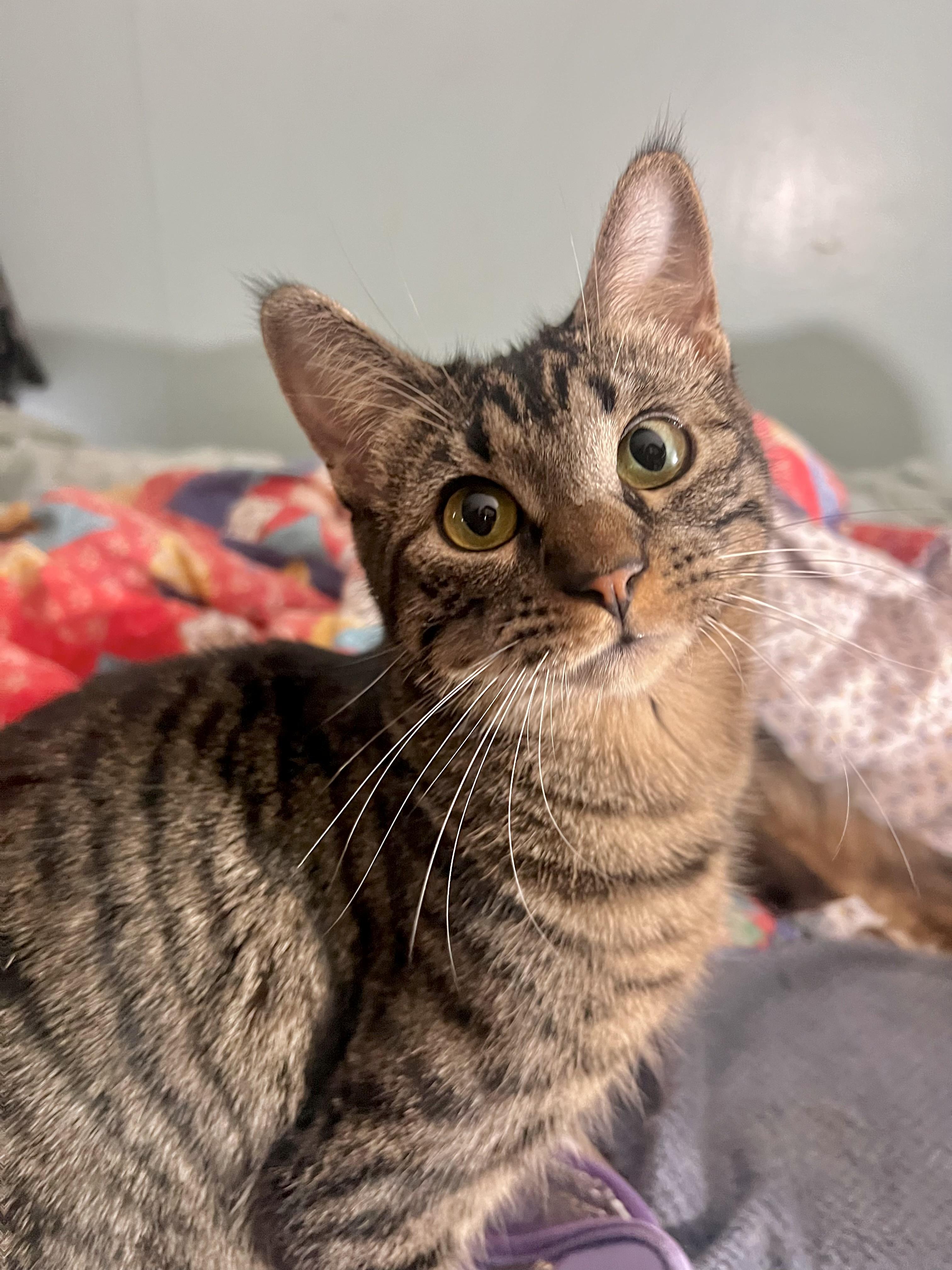 Enlarge Zumi - Foster Home (RG), a Adoptable mixed breed in Conroe, TX image 1/1