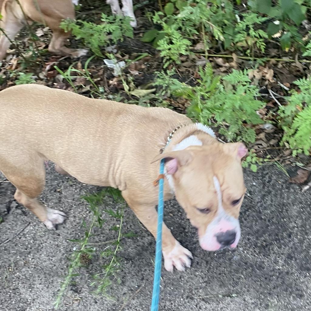 Enlarge Sarabi, a Adoptable Mixed Breed in Lindenwold, NJ image 2/5