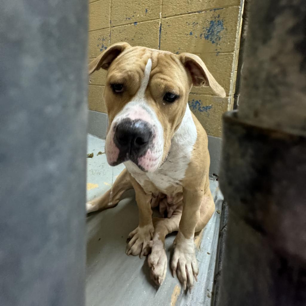 Enlarge Sarabi, a Adoptable Mixed Breed in Lindenwold, NJ image 1/5