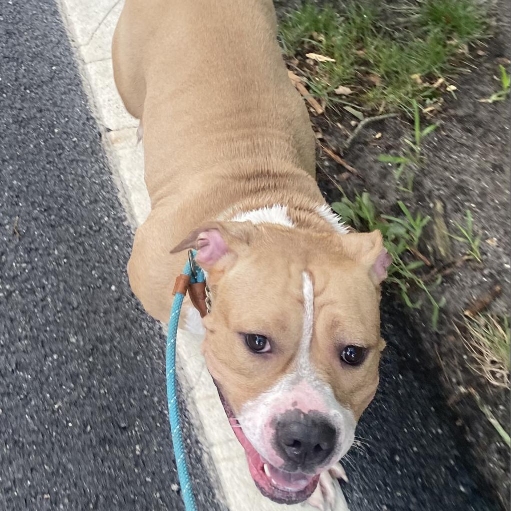 Enlarge Sarabi, a Adoptable Mixed Breed in Lindenwold, NJ image 4/5