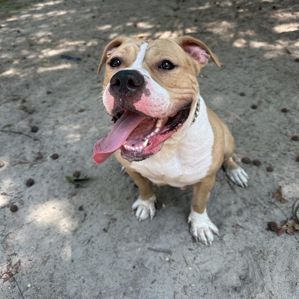 Enlarge Sarabi, a Adoptable Mixed Breed in Lindenwold, NJ image 5/5