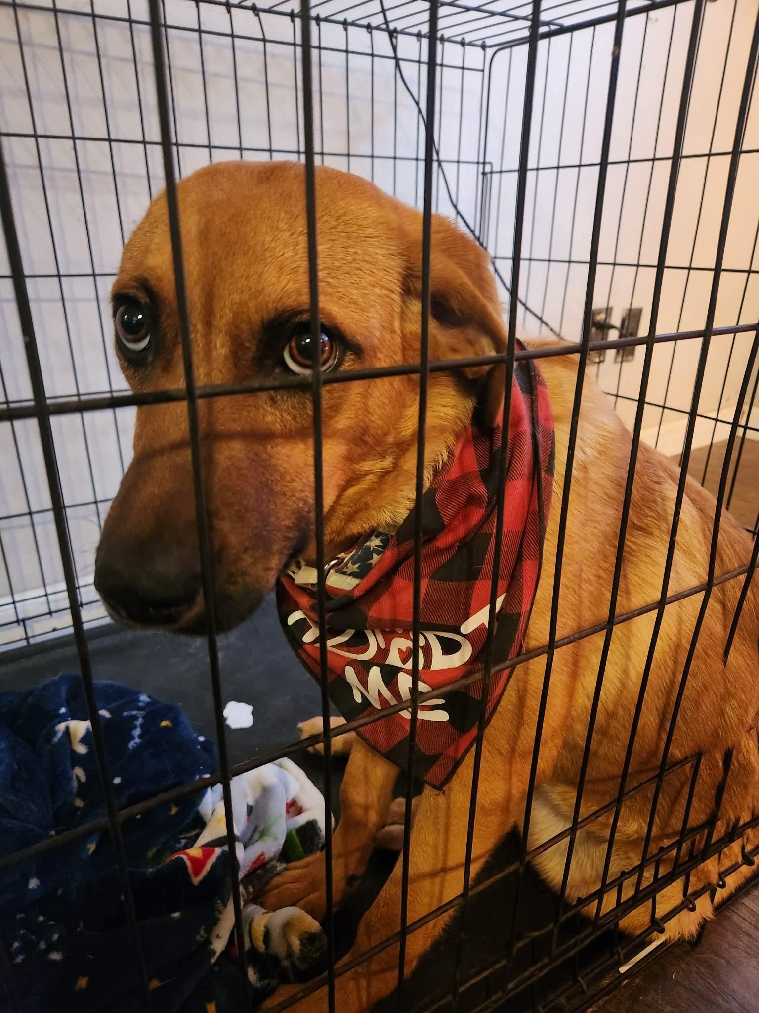 Enlarge Alice, a Adoptable mixed breed in Dover, AR image 1/5