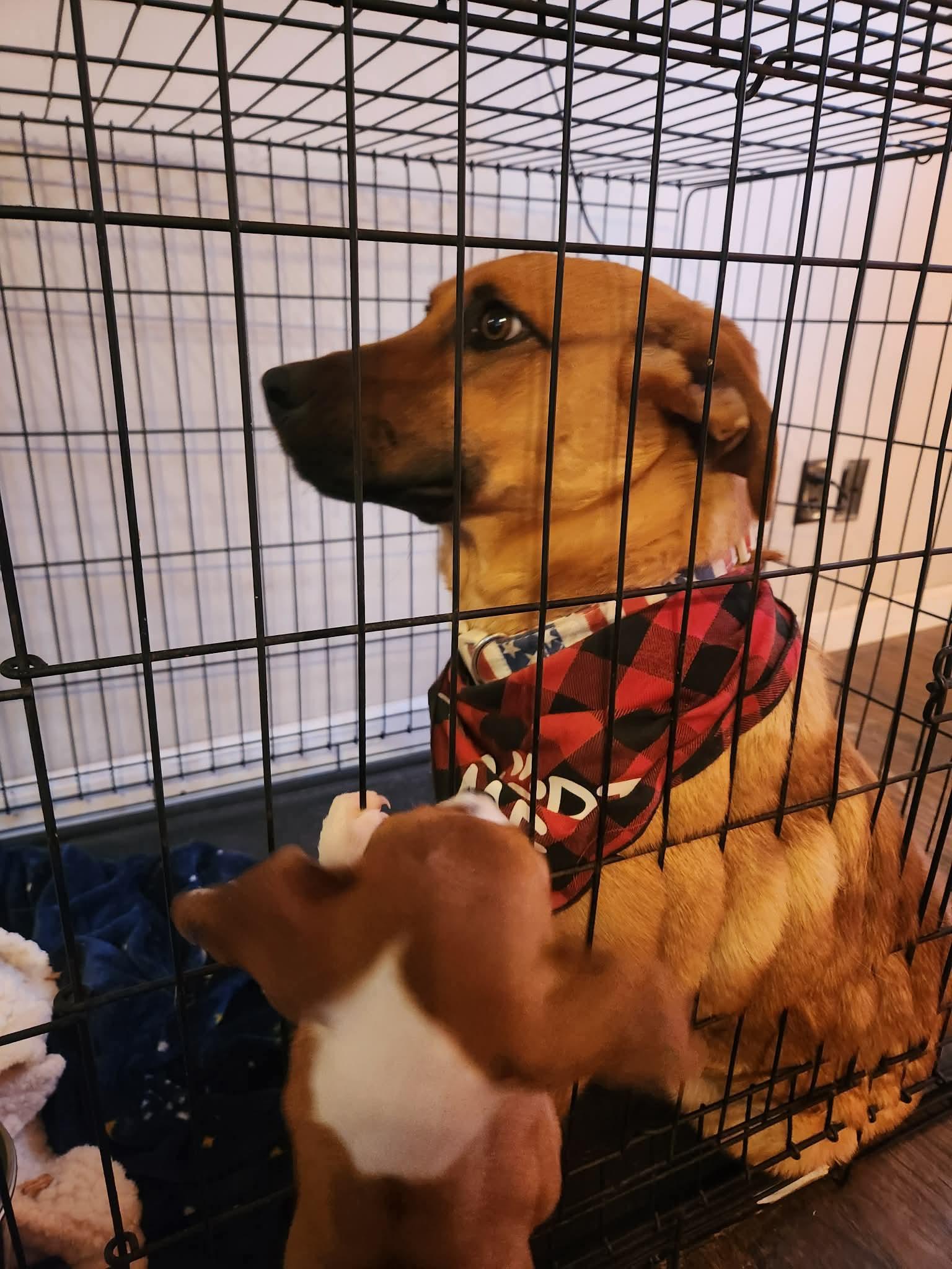 Enlarge Alice, a Adoptable mixed breed in Dover, AR image 2/5