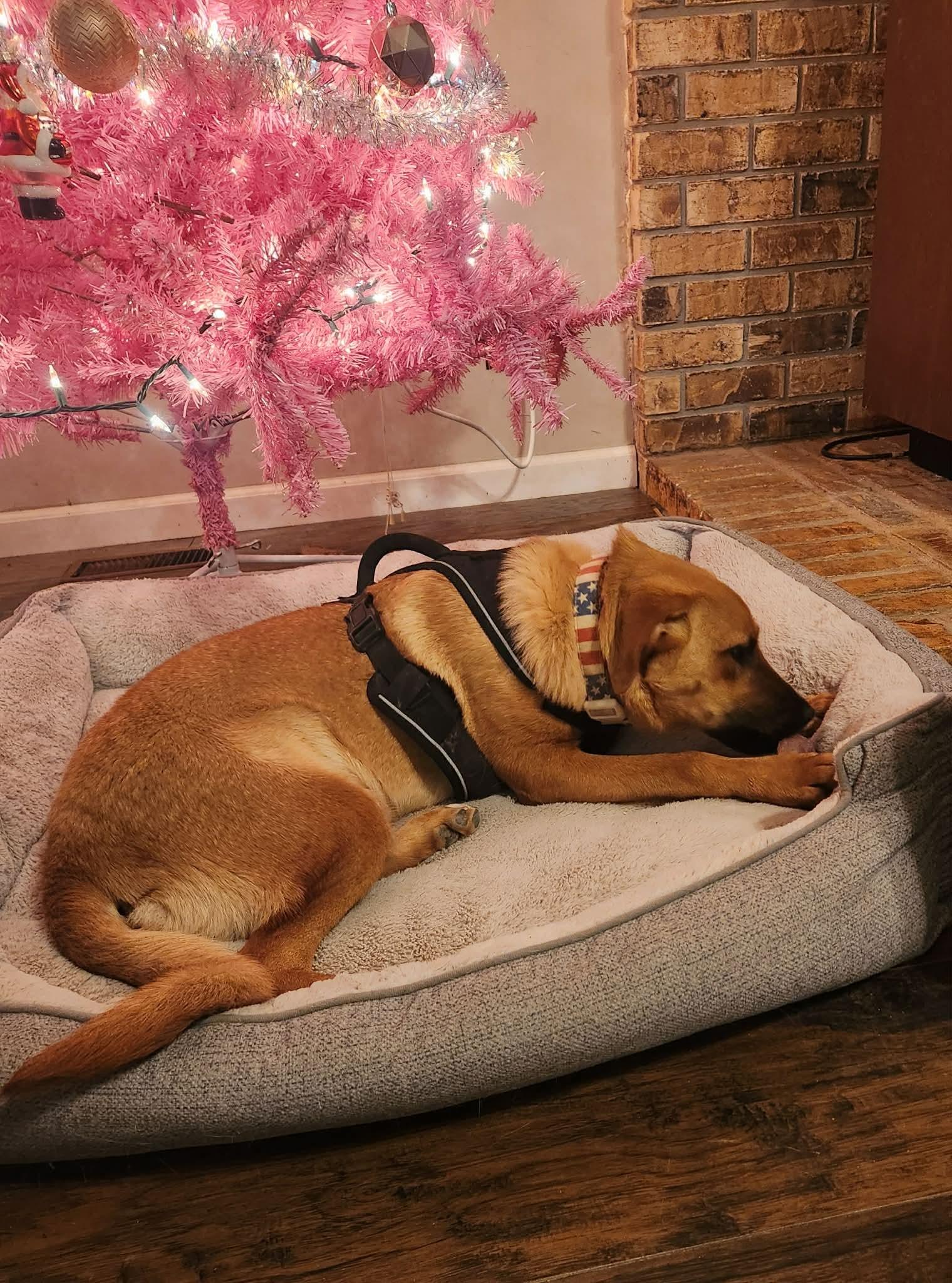 Enlarge Alice, a Adoptable mixed breed in Dover, AR image 3/5