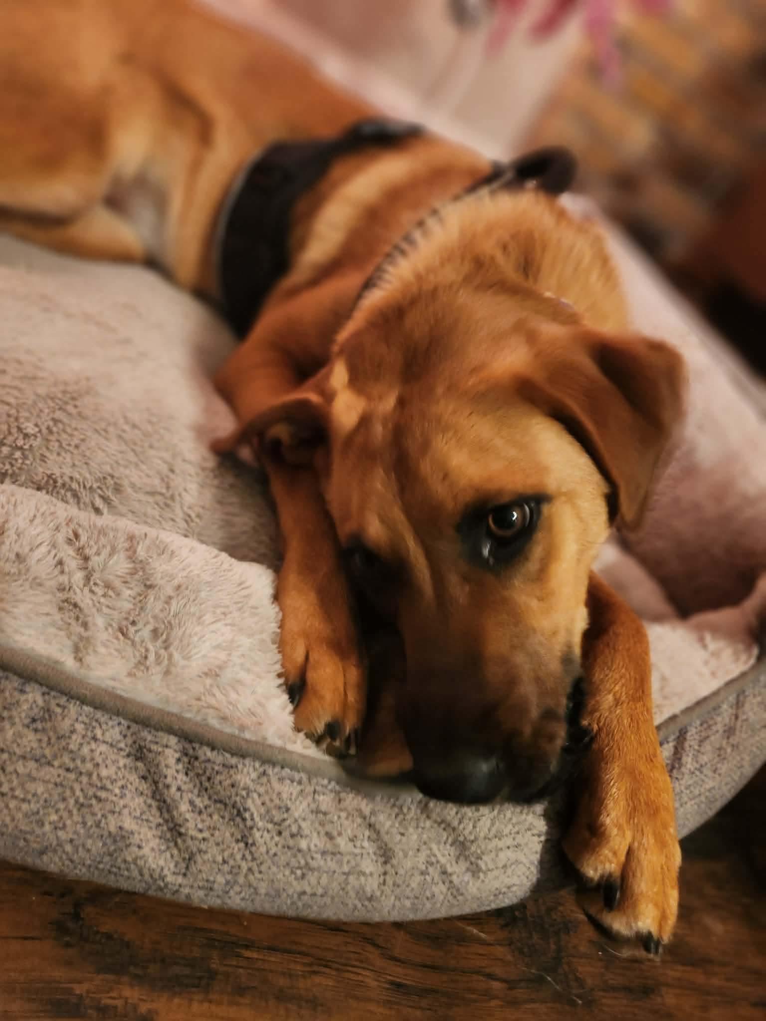 Enlarge Alice, a Adoptable mixed breed in Dover, AR image 4/5