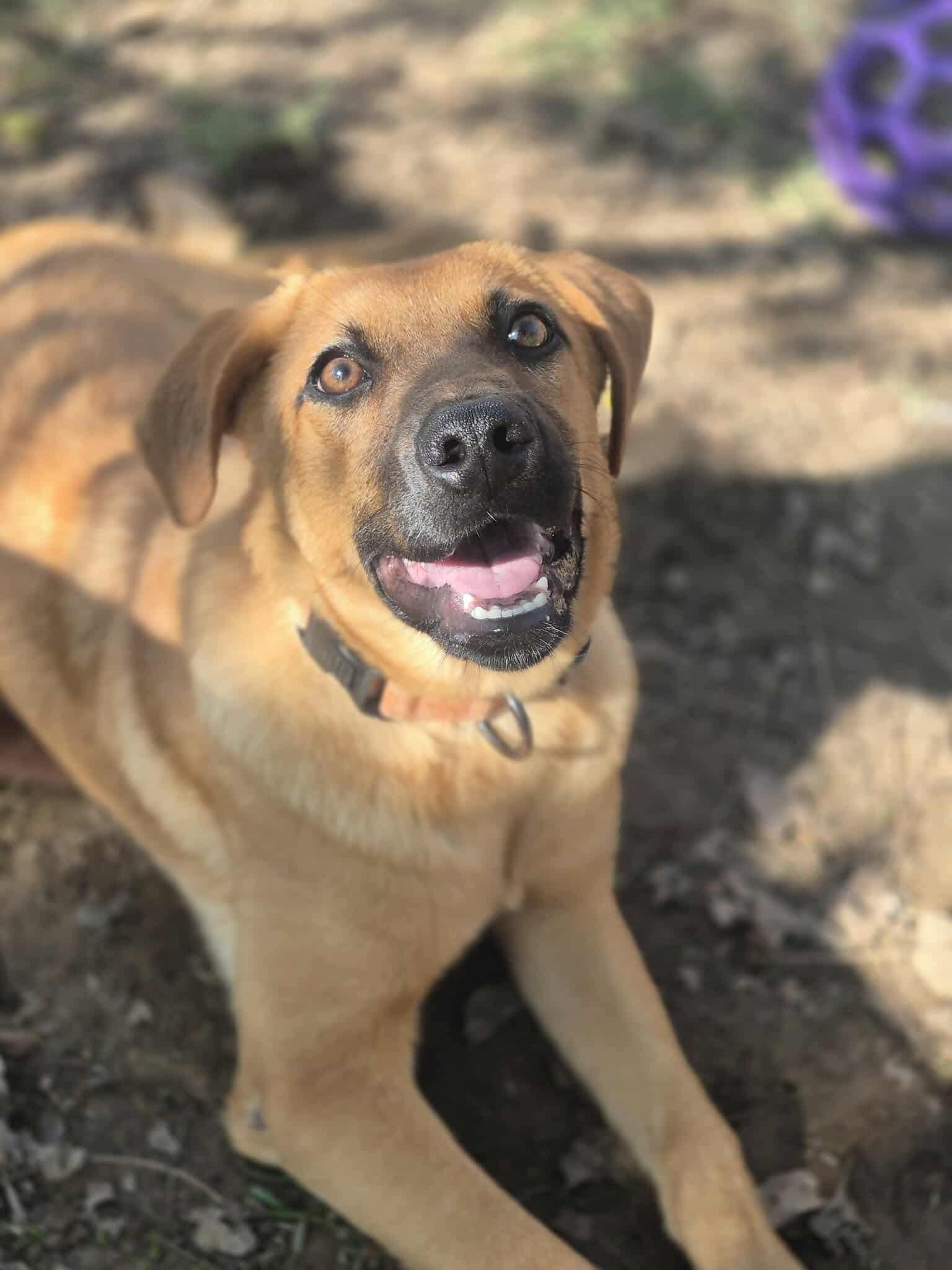 Enlarge Alice, a Adoptable mixed breed in Dover, AR image 5/5