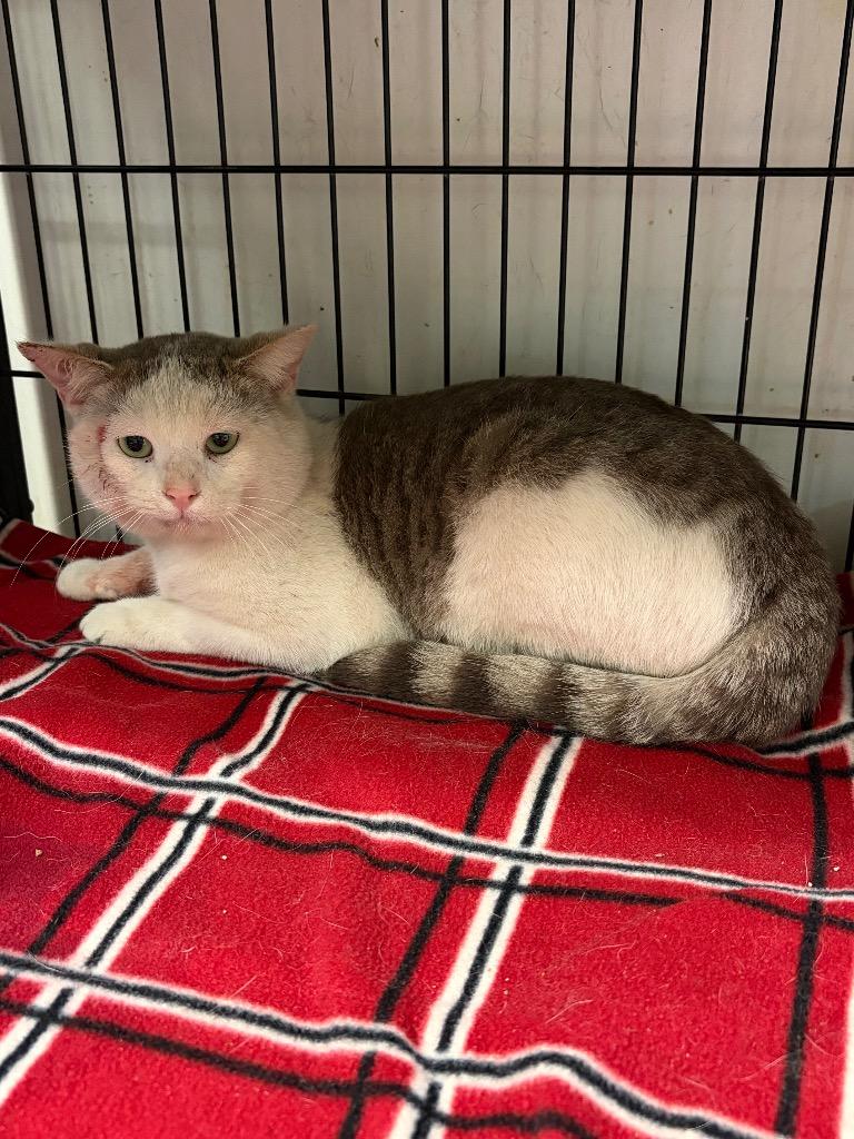 Toby Tipped, Adoptable, Adult Male Domestic Short Hair.