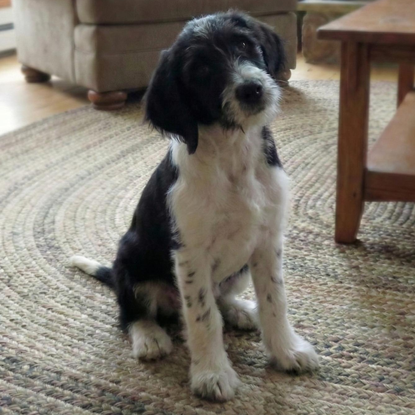 Enlarge Ziggy, a Adoptable mixed breed in Chicago, IL image 1/5