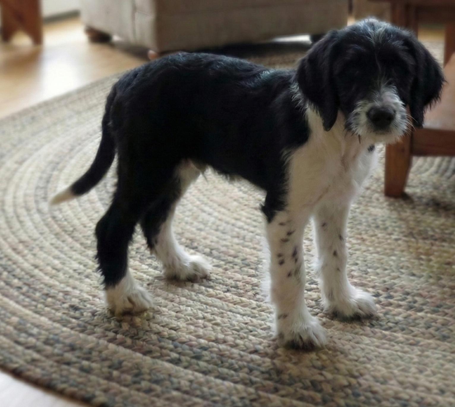 Enlarge Ziggy, a Adoptable mixed breed in Chicago, IL image 4/5