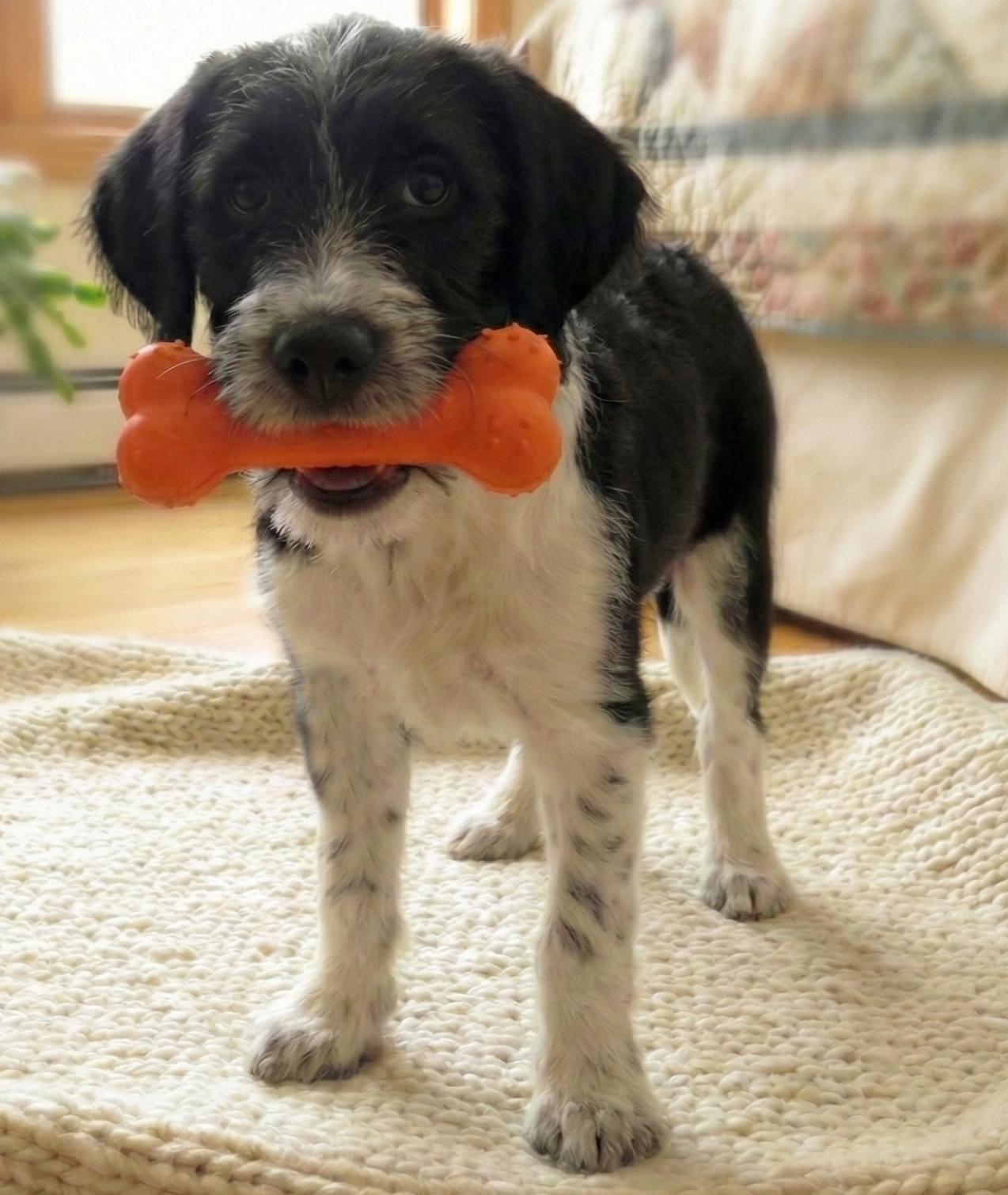 Enlarge Ziggy, a Adoptable mixed breed in Chicago, IL image 2/5