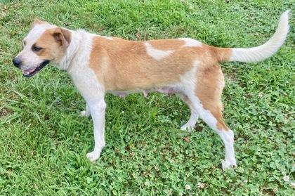 Hilda, a ADOPTABLE mixed breed in Glasgow, KY image 2/2