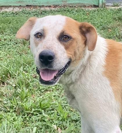 Hilda, a ADOPTABLE mixed breed in Glasgow, KY image 1/2