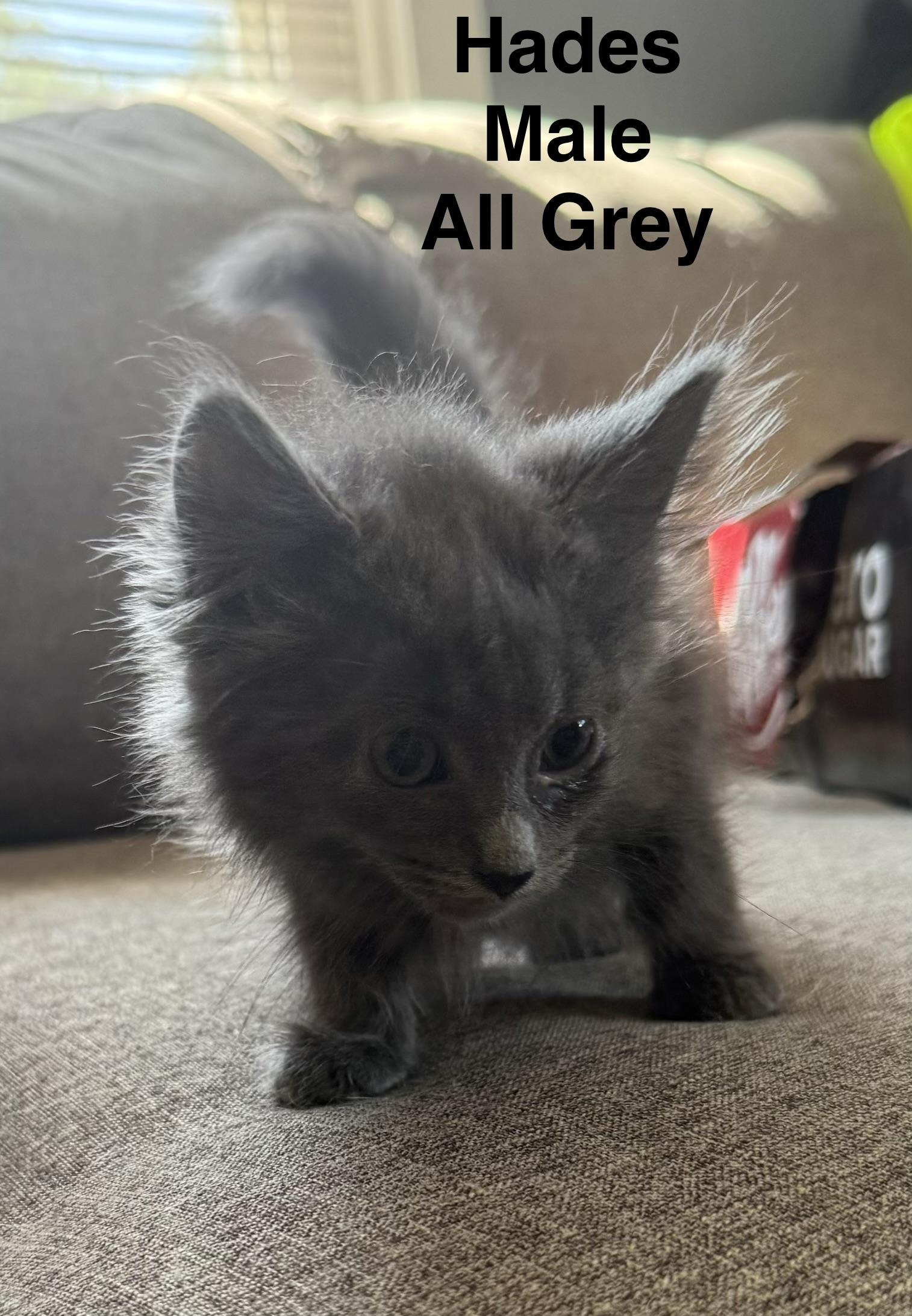 Enlarge Hades, a ADOPTABLE Domestic Medium Hair in Springfield, MA image 1/1