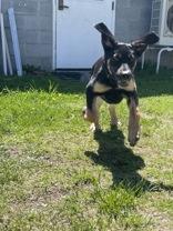 Teddy, an adopted German Shepherd Dog in Potsdam, NY image 3/4
