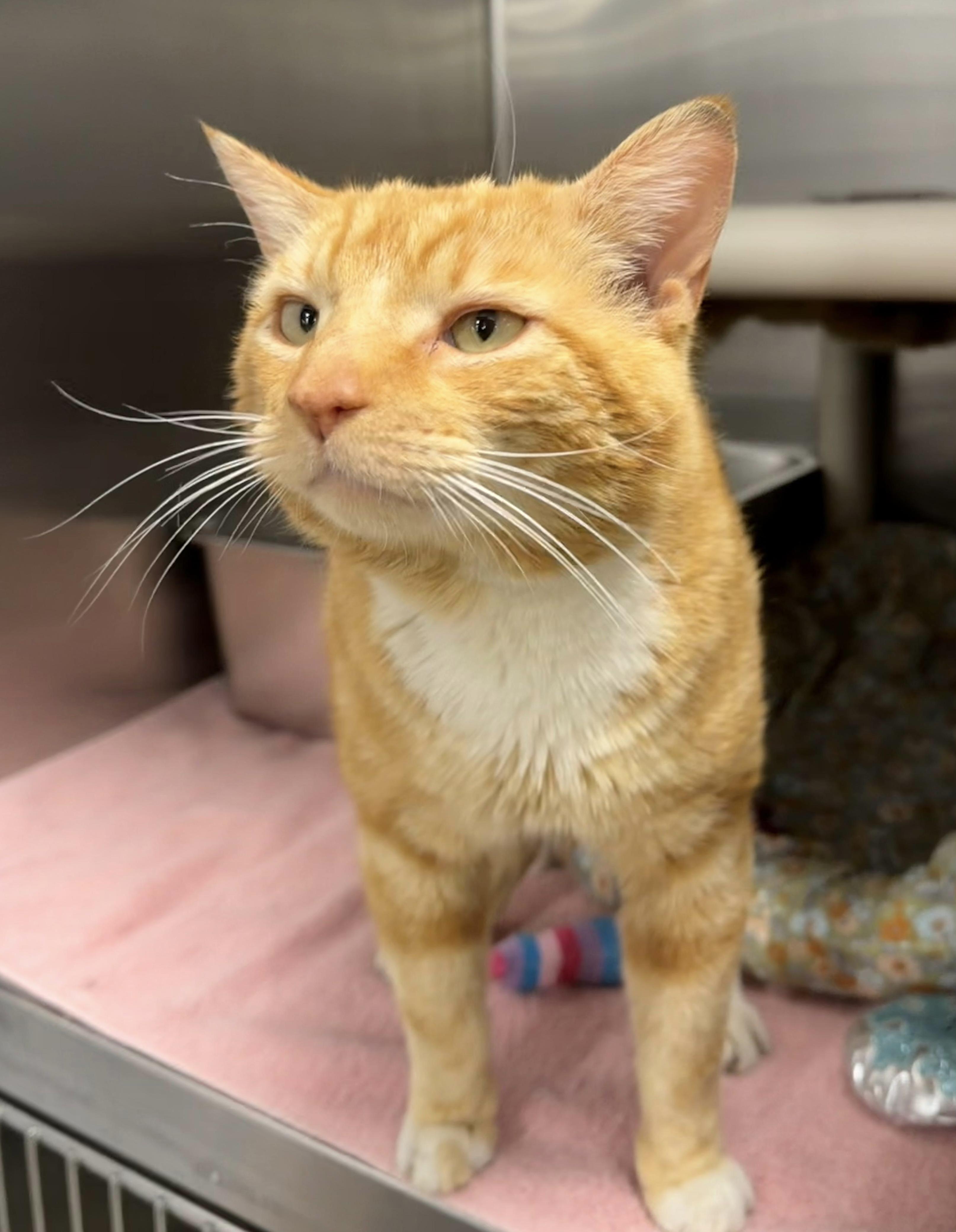 Alfredo, an adopted Domestic Short Hair in Maple Shade, NJ image 3/3