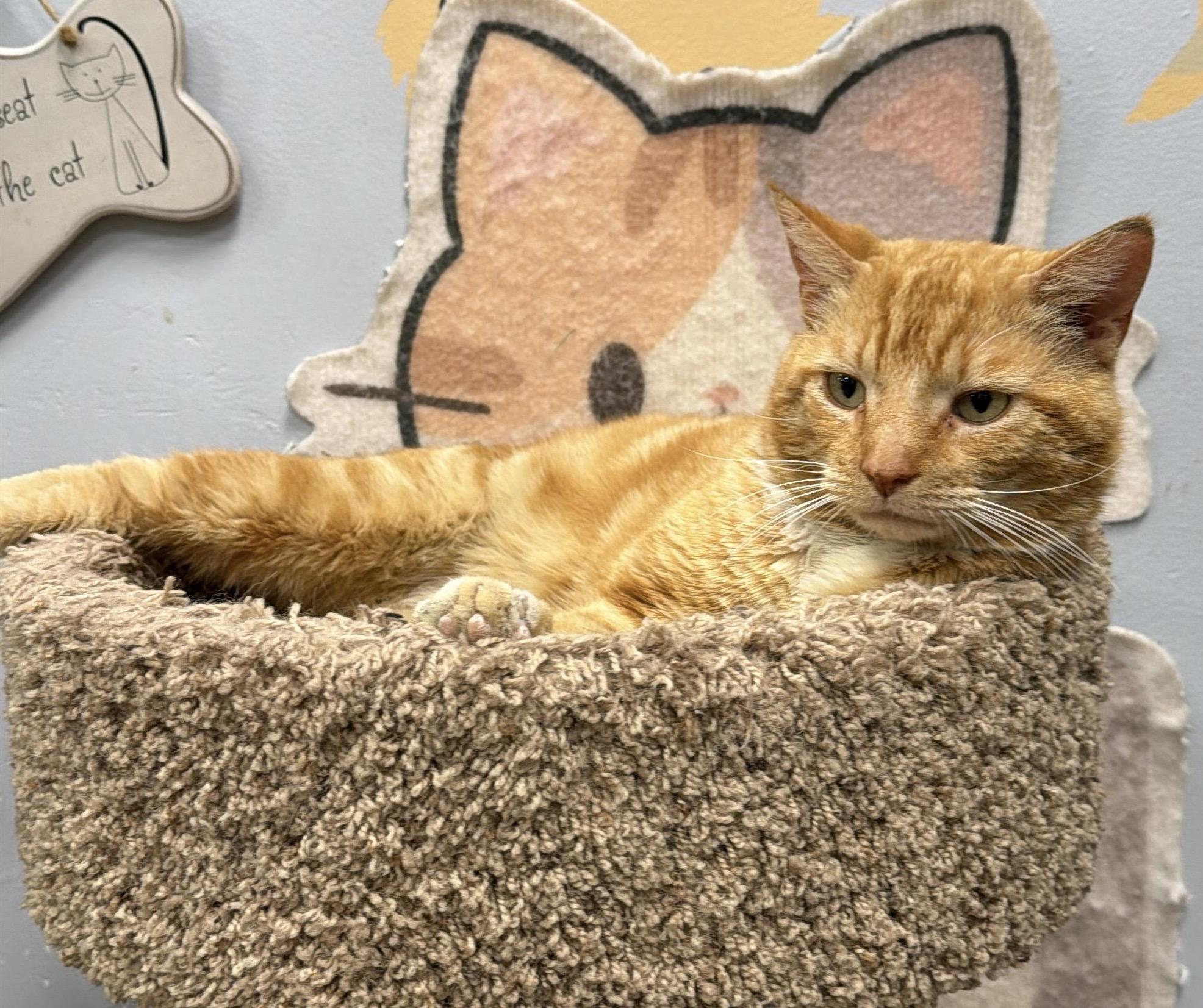 Alfredo, an adopted Domestic Short Hair in Maple Shade, NJ image 2/3