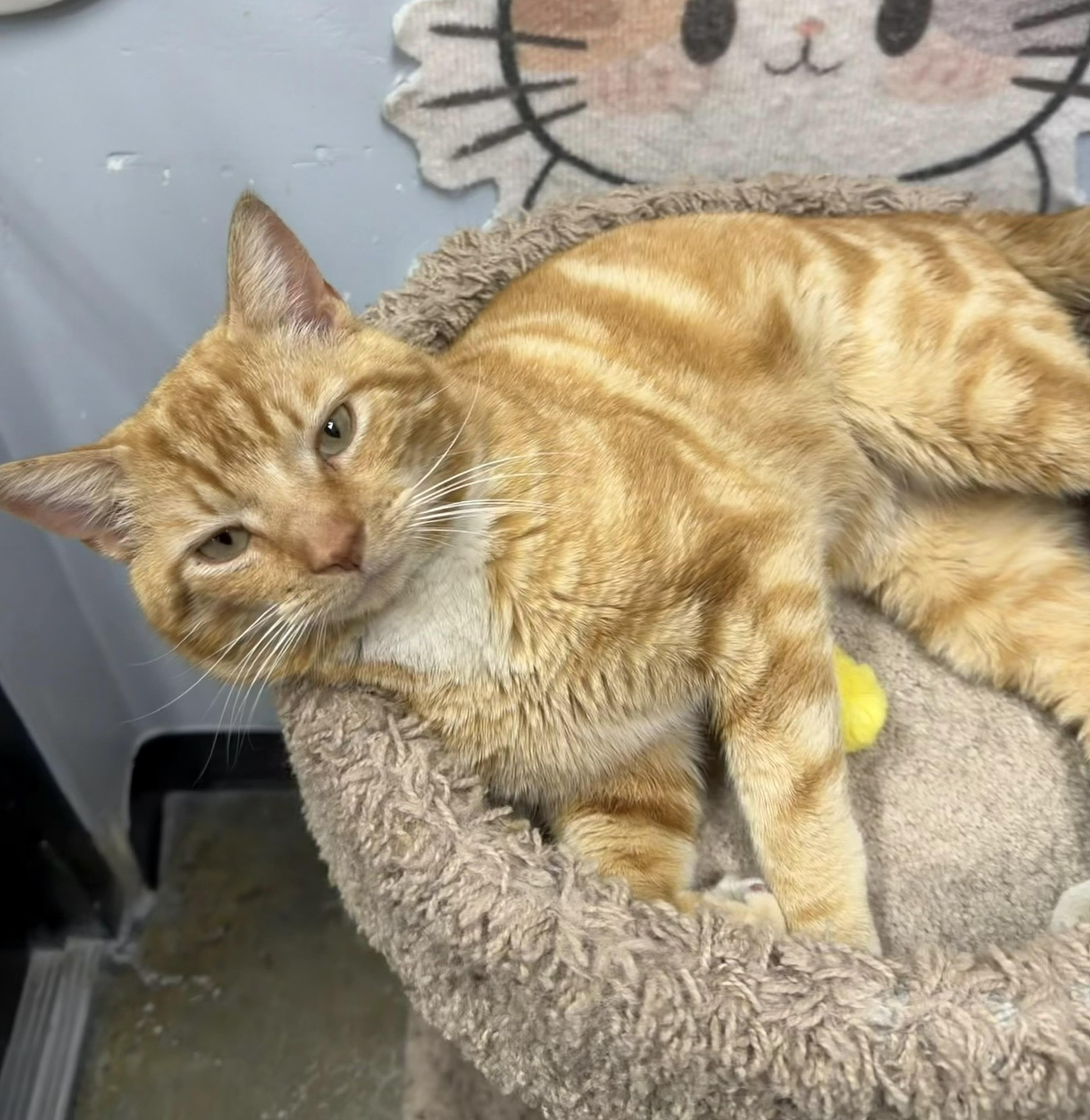 Alfredo, an adopted Domestic Short Hair in Maple Shade, NJ image 1/3