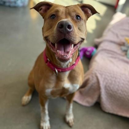 Enlarge Sunadae, a Adoptable mixed breed in Janesville, WI image 1/3