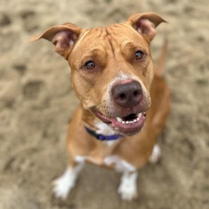 Sunadae, Adoptable, Young Female Mixed Breed & Mixed Breed.