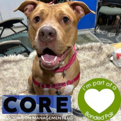 Sunadae, Adoptable, Young Female Mixed Breed & Mixed Breed.