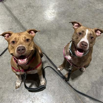 Sunadae, Adoptable, Young Female Mixed Breed & Mixed Breed.