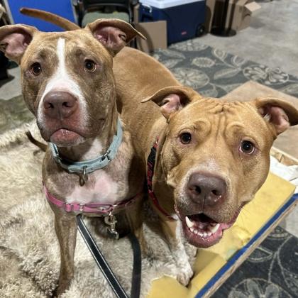 Enlarge Sunadae, a Adoptable mixed breed in Janesville, WI image 2/3