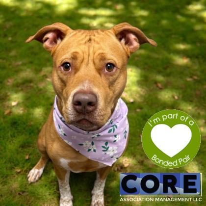 Enlarge Sunadae, a Adoptable mixed breed in Janesville, WI image 3/3