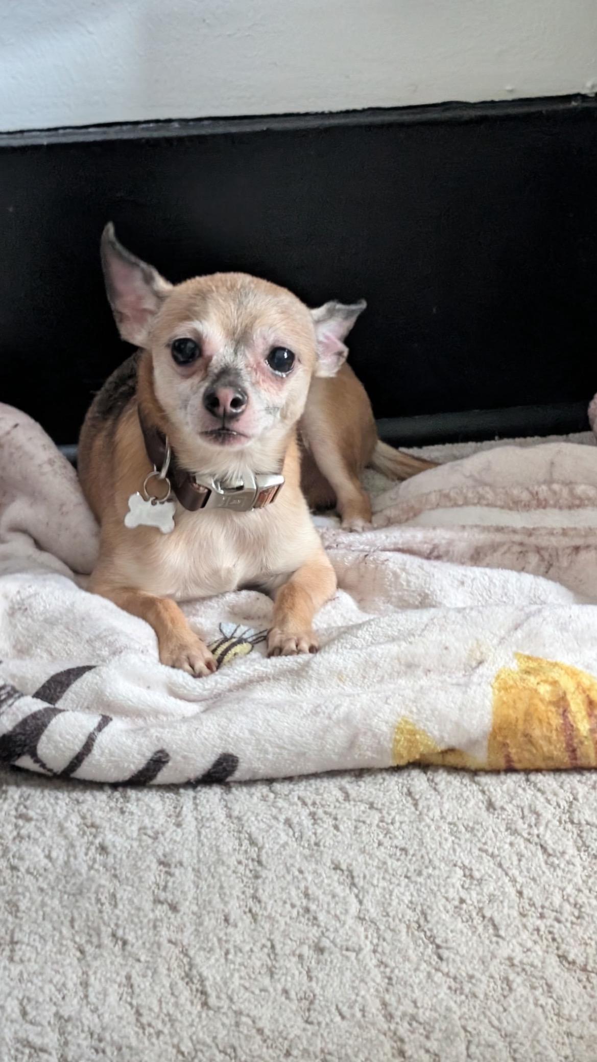 Enlarge Max, a ADOPTABLE Chihuahua in East Lansing, MI image 1/5