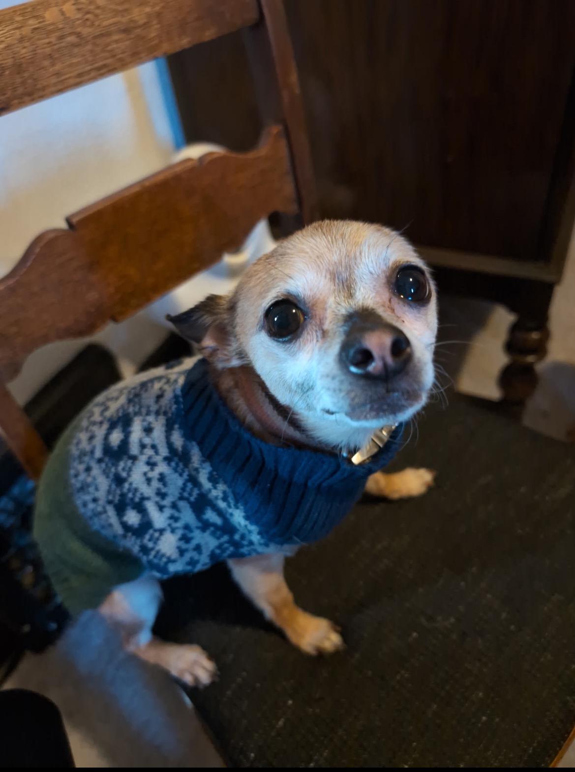 Enlarge Max, a ADOPTABLE Chihuahua in East Lansing, MI image 2/5