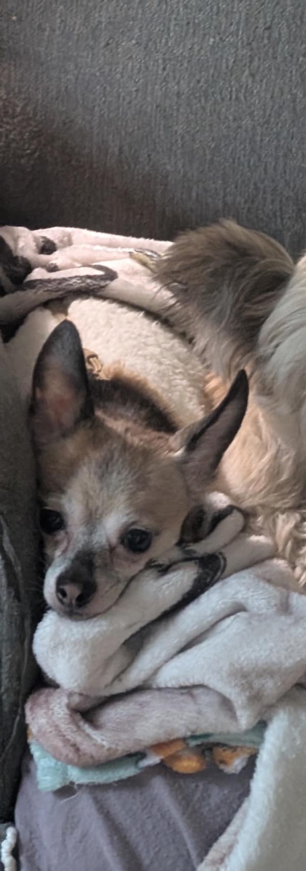 Enlarge Max, a ADOPTABLE Chihuahua in East Lansing, MI image 3/5