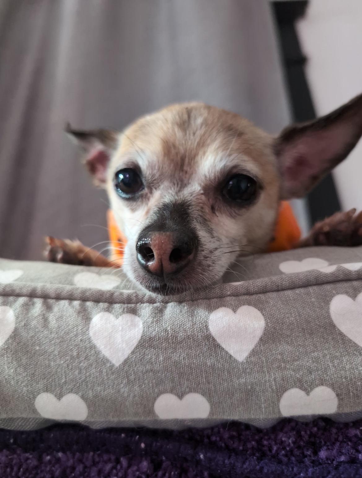 Enlarge Max, a ADOPTABLE Chihuahua in East Lansing, MI image 4/5