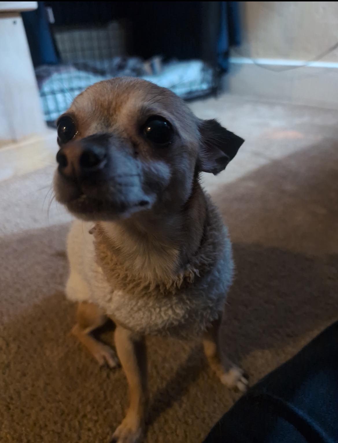 Enlarge Max, a ADOPTABLE Chihuahua in East Lansing, MI image 5/5