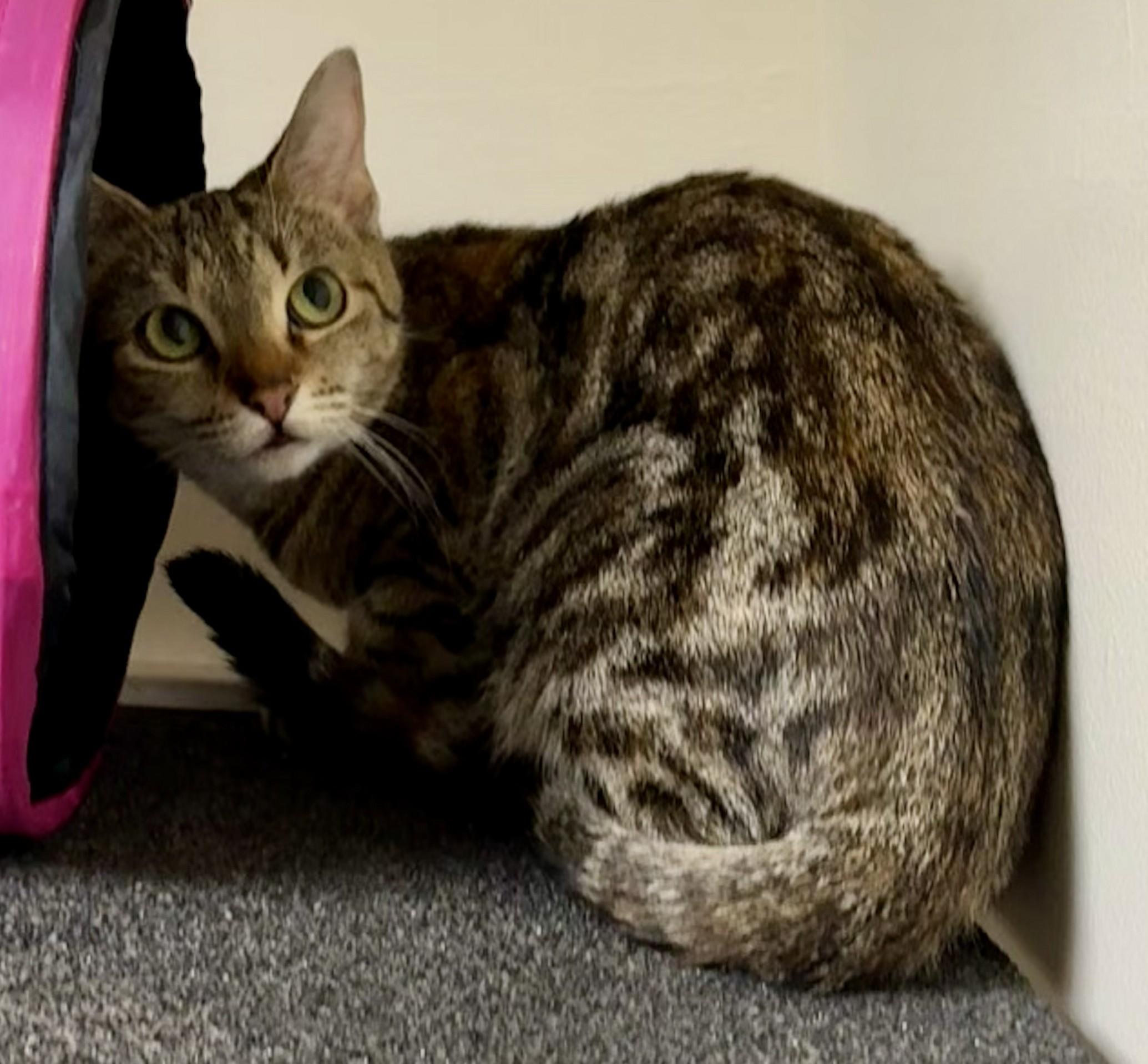 Harley, ADOPTABLE, Adult Female Domestic Short Hair.