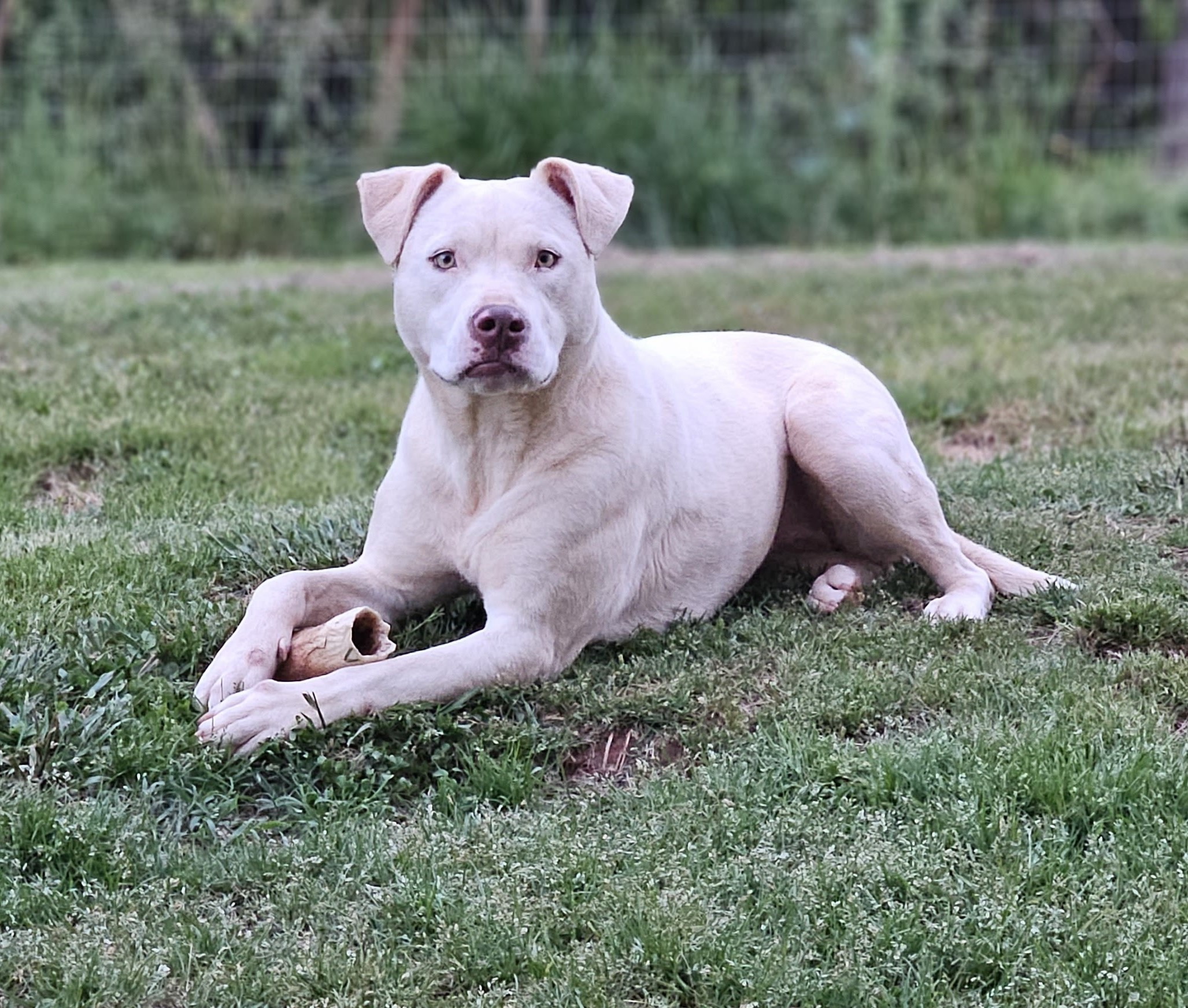 Enlarge Yeti, a Adoptable Mixed Breed in Anderson , SC image 1/6