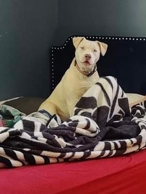 Enlarge Yeti, a Adoptable Mixed Breed in Anderson , SC image 2/6