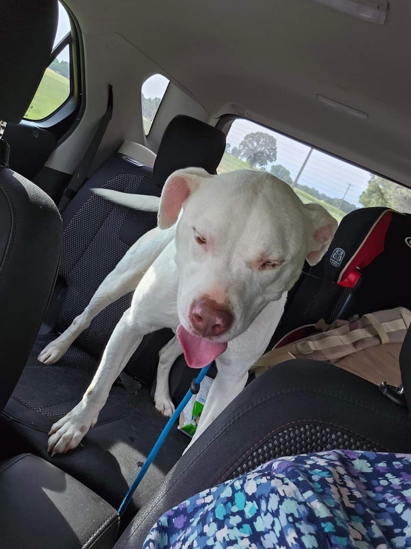Enlarge Yeti, a Adoptable Mixed Breed in Anderson , SC image 3/6