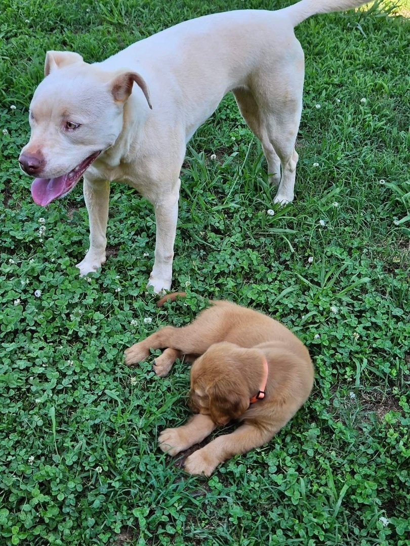 Enlarge Yeti, a Adoptable Mixed Breed in Anderson , SC image 4/6