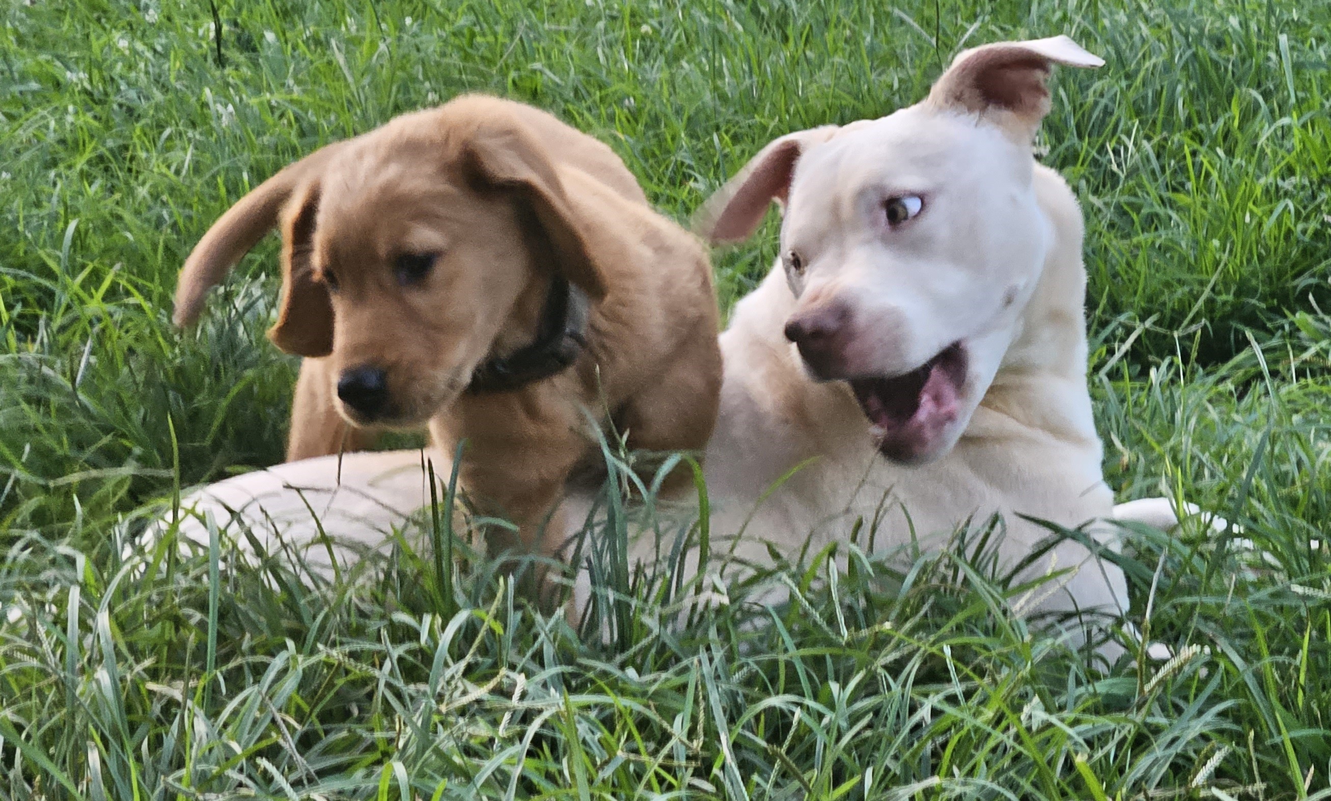Enlarge Yeti, a Adoptable Mixed Breed in Anderson , SC image 5/6
