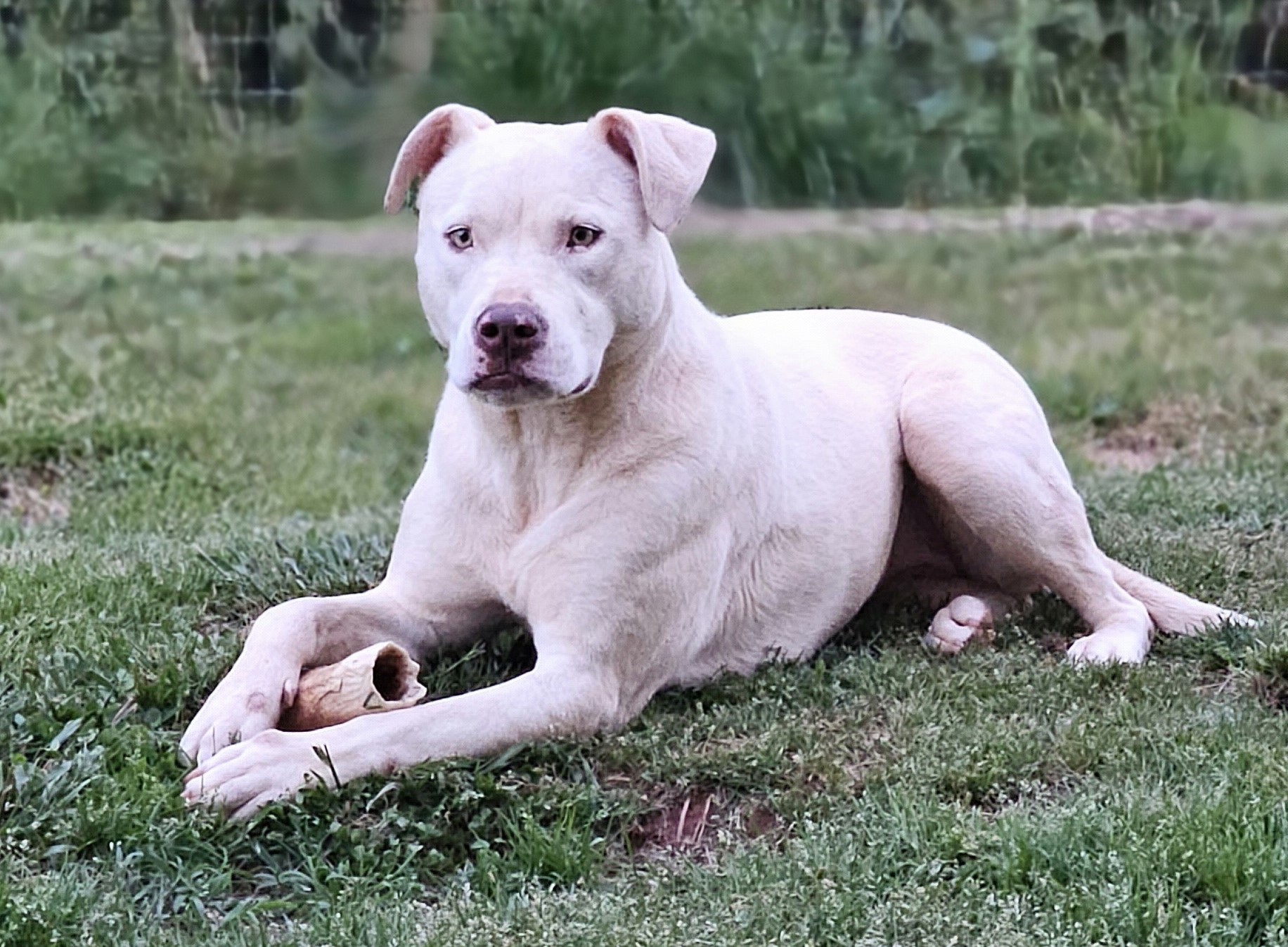 Enlarge Yeti, a Adoptable Mixed Breed in Anderson , SC image 6/6